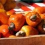 Cashew Nuts Raw Of Sơn Thành